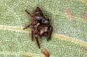 Euryattus_bleekeri_RF0418_O_78_Palmerstone park_Australie